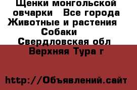 Щенки монгольской овчарки - Все города Животные и растения » Собаки   . Свердловская обл.,Верхняя Тура г.